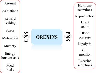 The Orexin receptors: Structural and anti-tumoral properties